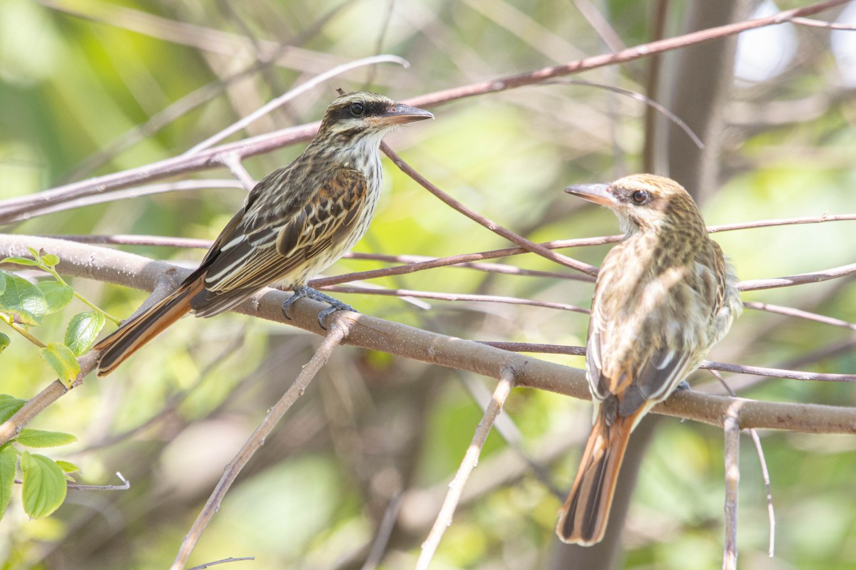 Streaked Flycatcher - ML638191835