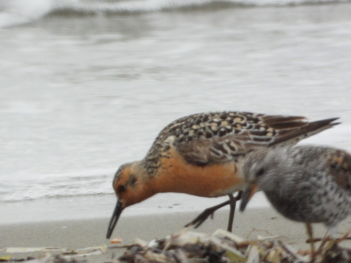 Red Knot - ML638191836
