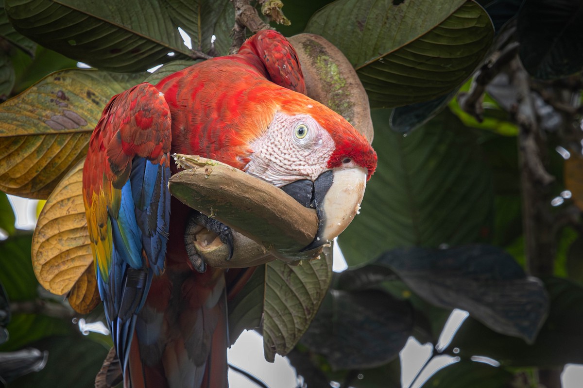 Scarlet Macaw - ML638191894