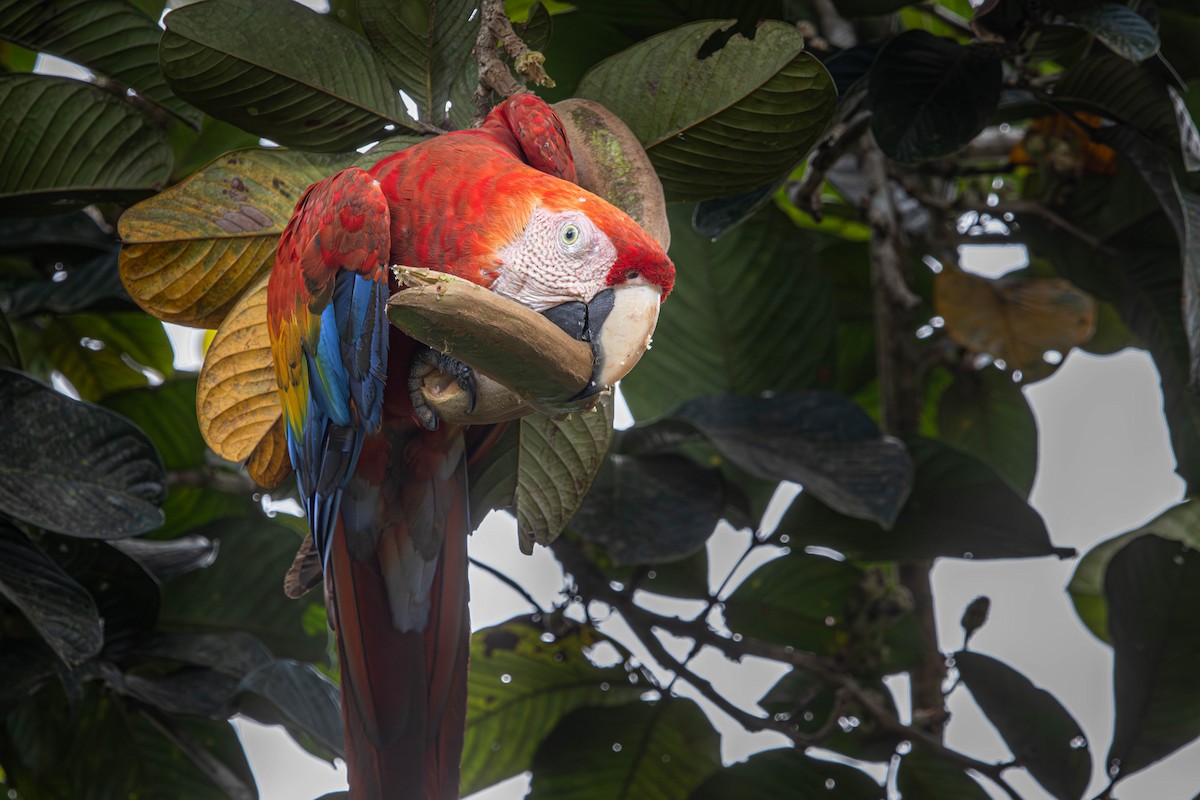 Scarlet Macaw - ML638191895