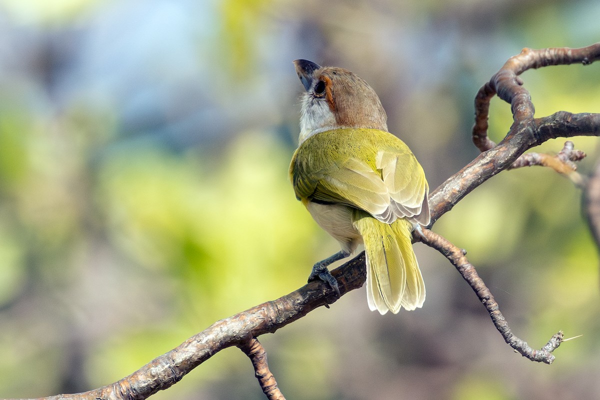 Rufous-browed Peppershrike - ML638191933