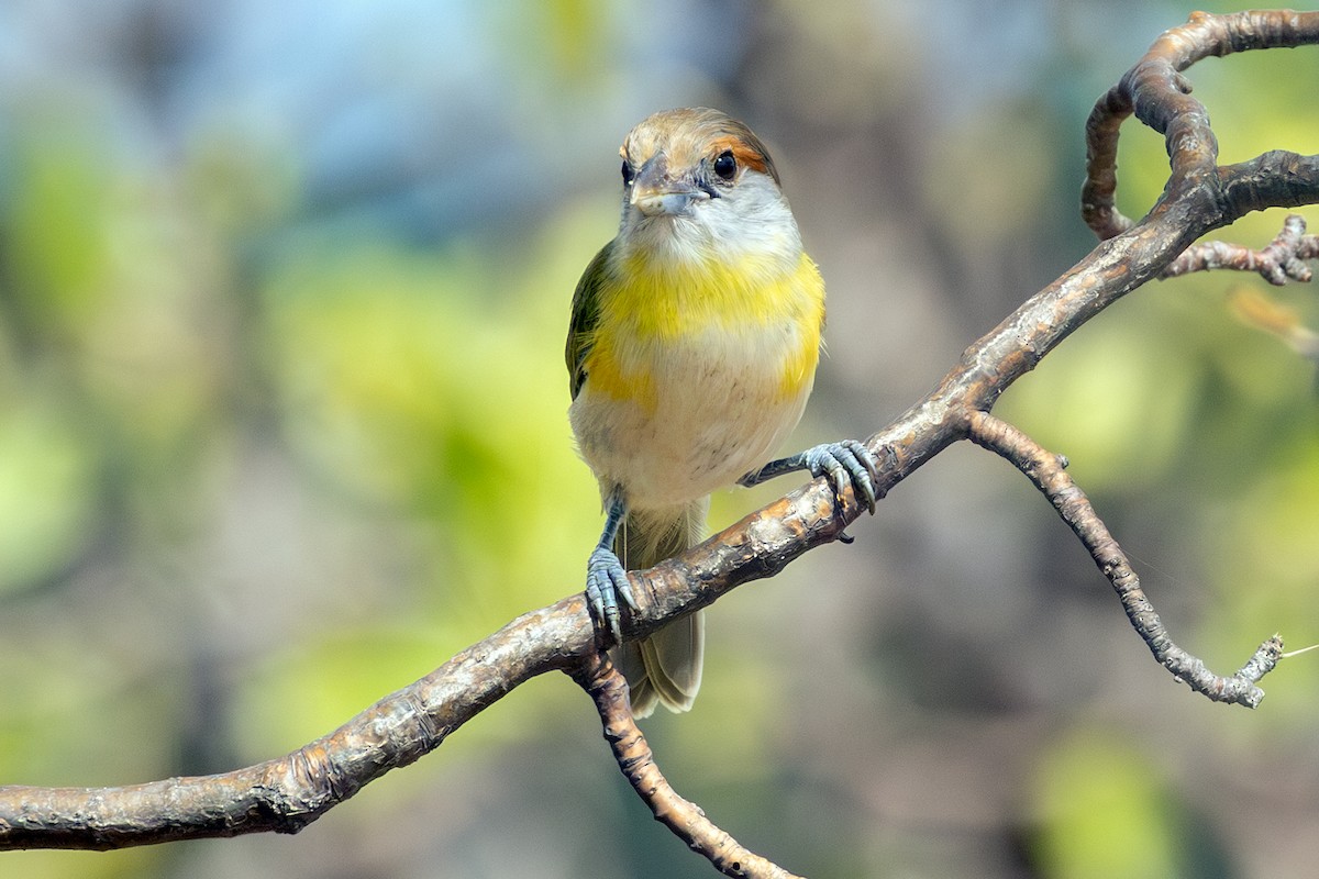 Rufous-browed Peppershrike - ML638191934