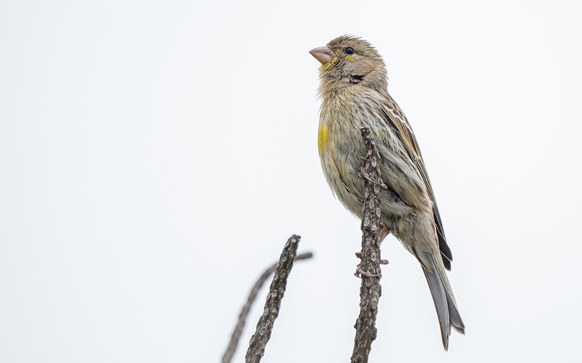 Island Canary - ML638191969