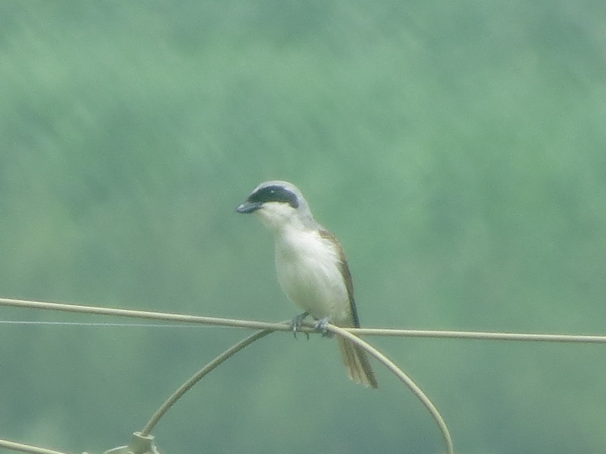 Tiger Shrike - ML638192007