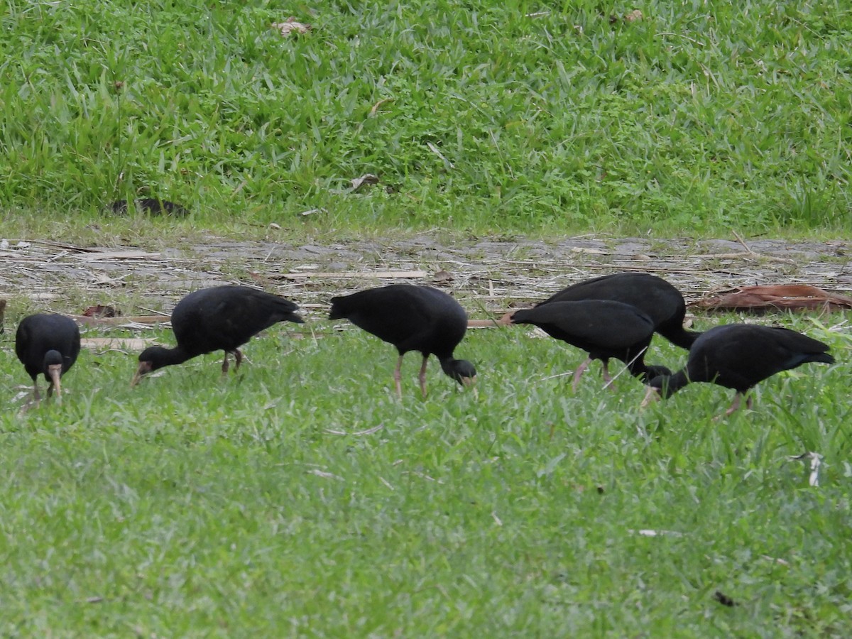Bare-faced Ibis - ML638192070