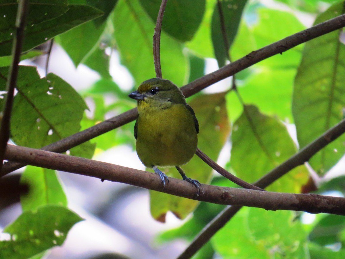 Violaceous Euphonia - ML638192081
