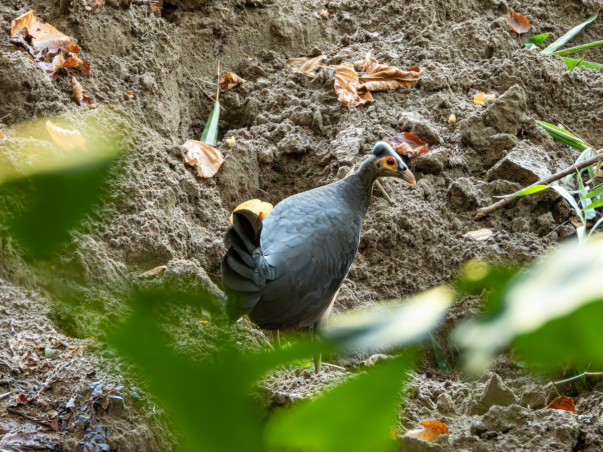 Maleo - ML638192092