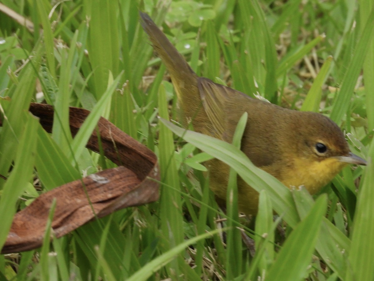 Southern Yellowthroat - ML638192105