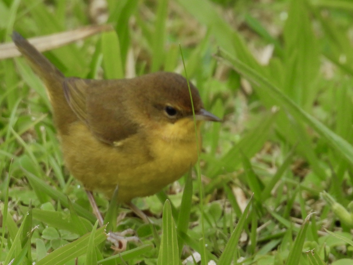 Southern Yellowthroat - ML638192106