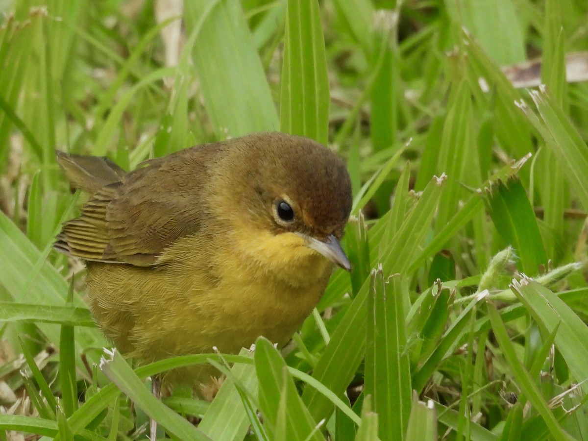 Southern Yellowthroat - ML638192107
