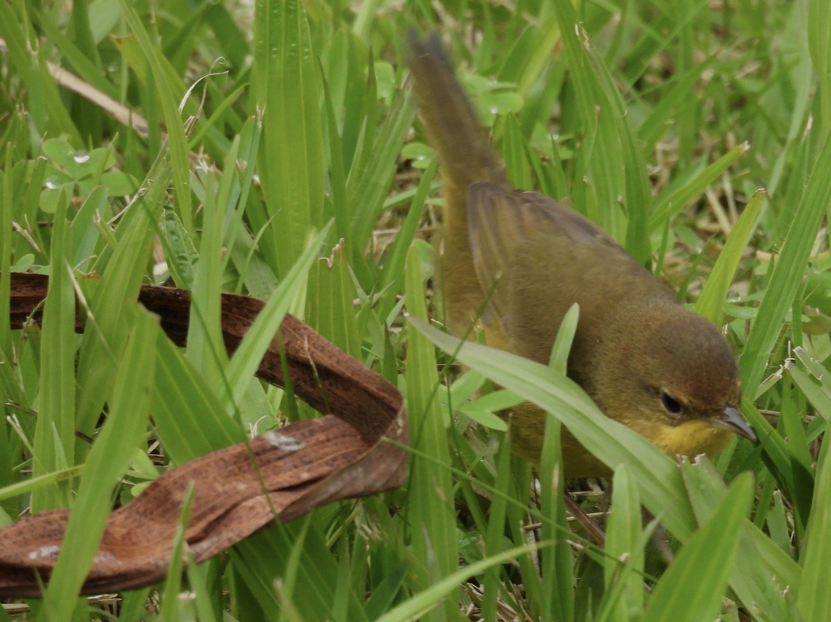 Southern Yellowthroat - ML638192108
