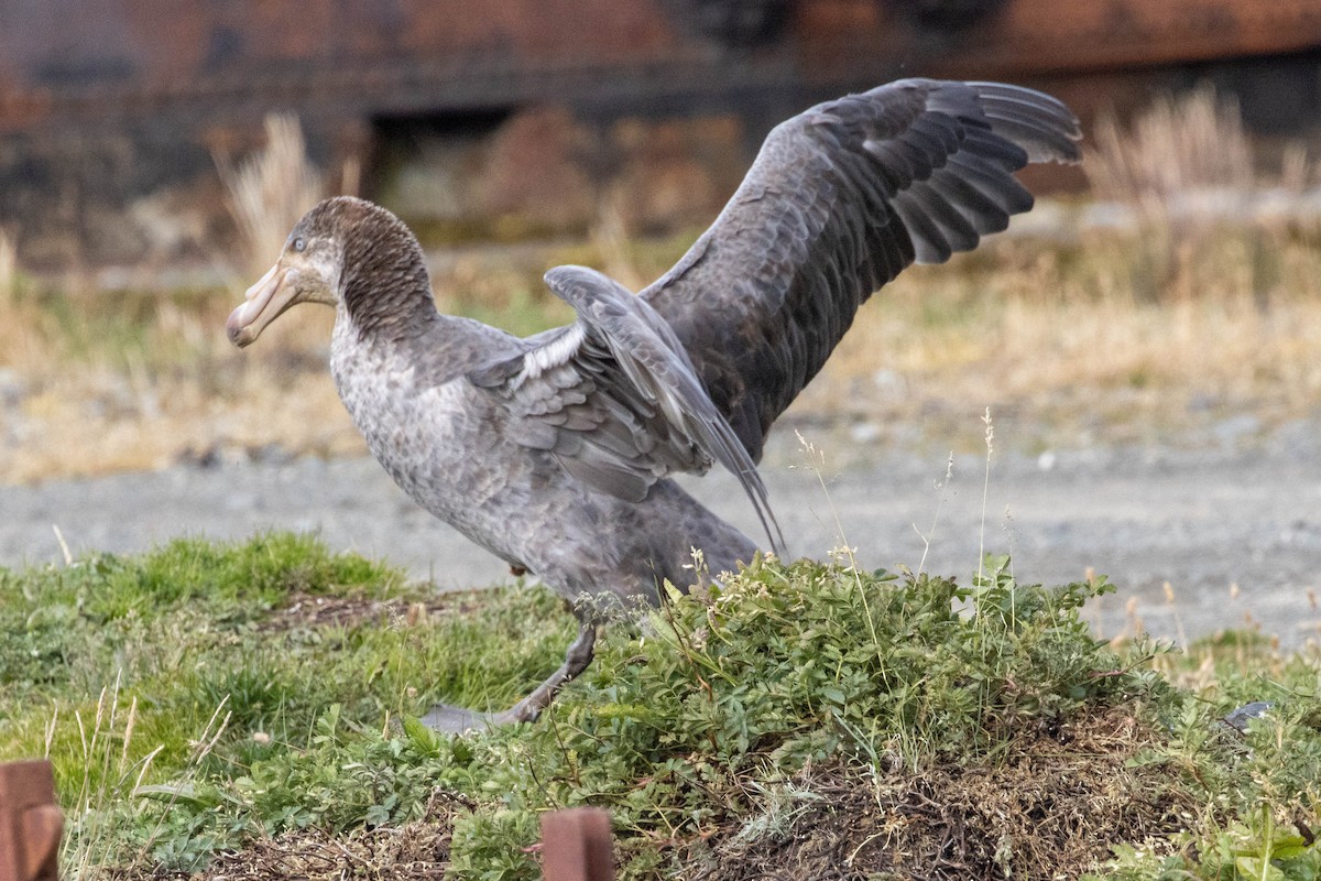 Northern Giant-Petrel - ML638192114