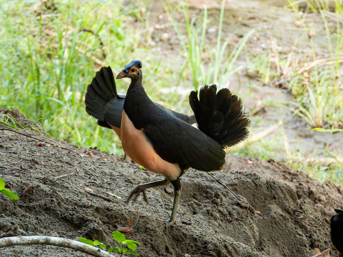 Maleo - ML638192120