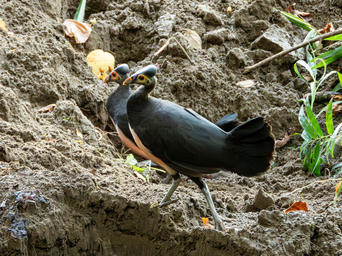 Maleo - ML638192121
