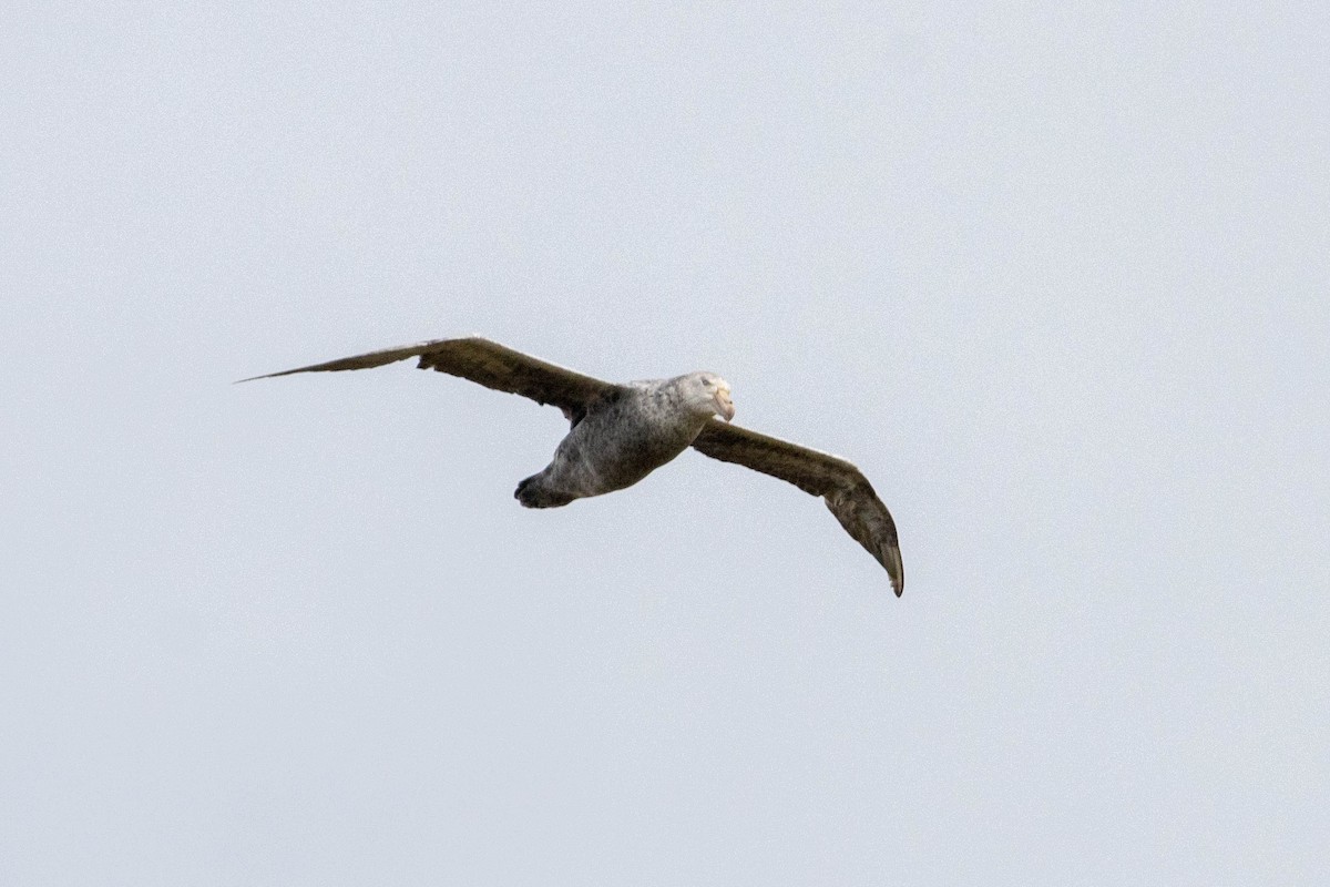 Northern Giant-Petrel - ML638192144