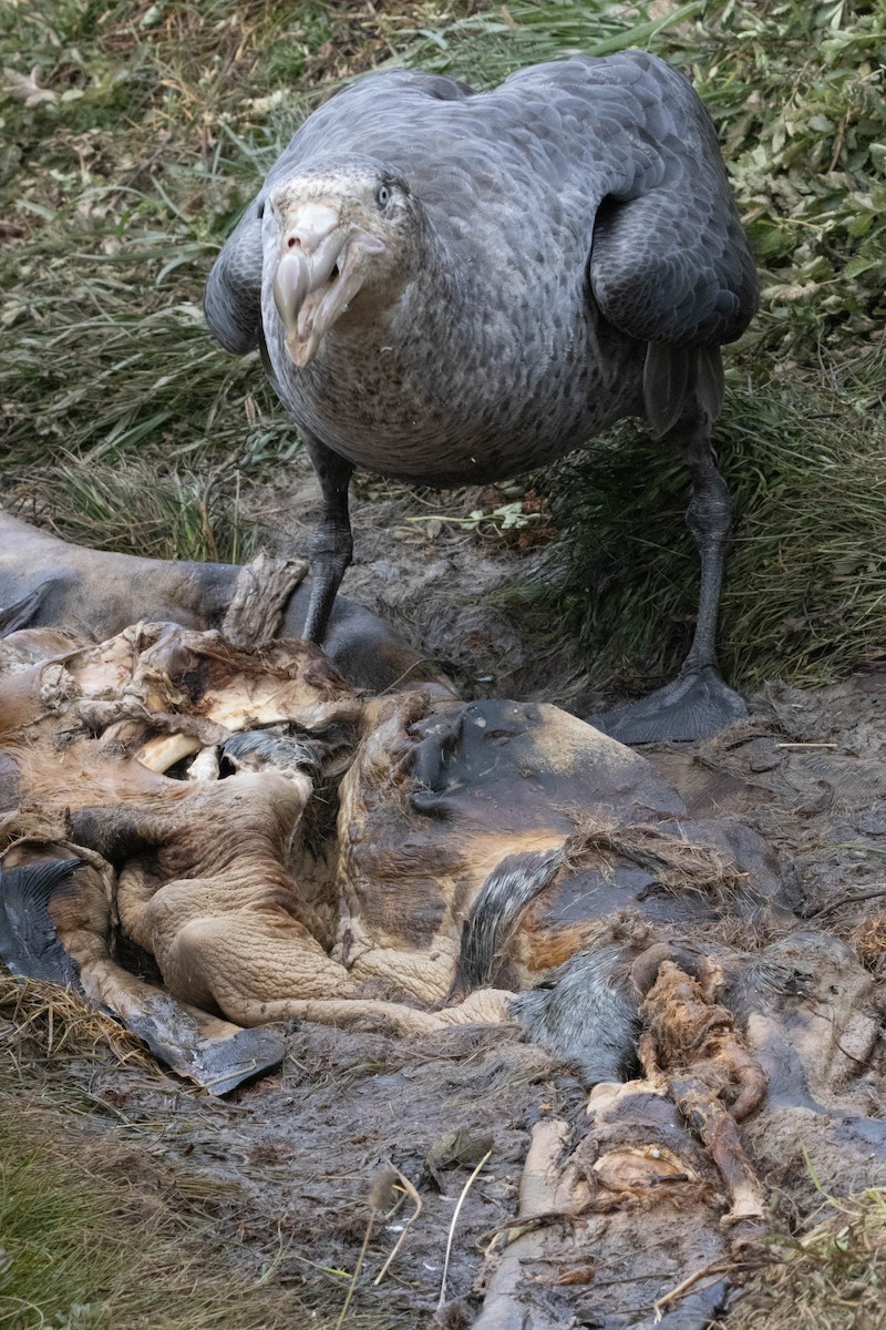 Northern Giant-Petrel - ML638192145