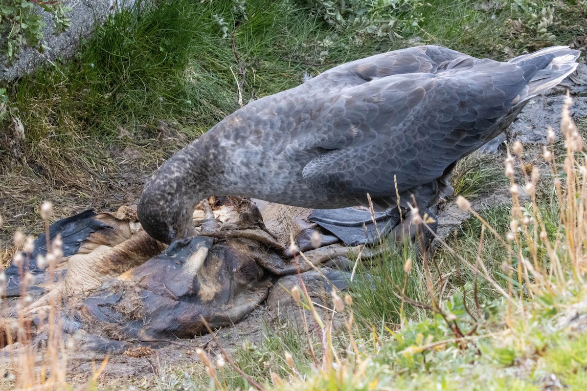 Northern Giant-Petrel - ML638192146