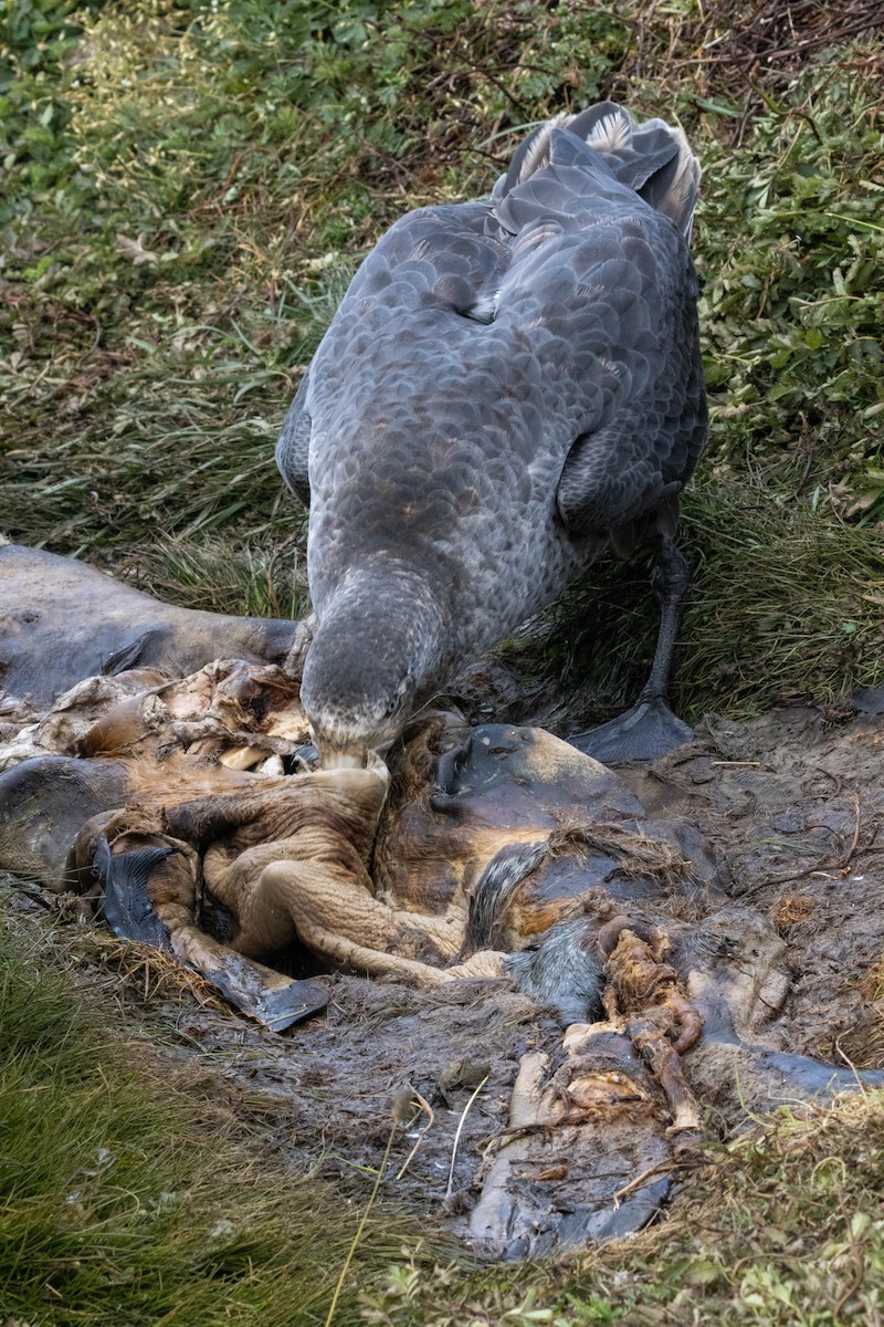 Northern Giant-Petrel - ML638192148