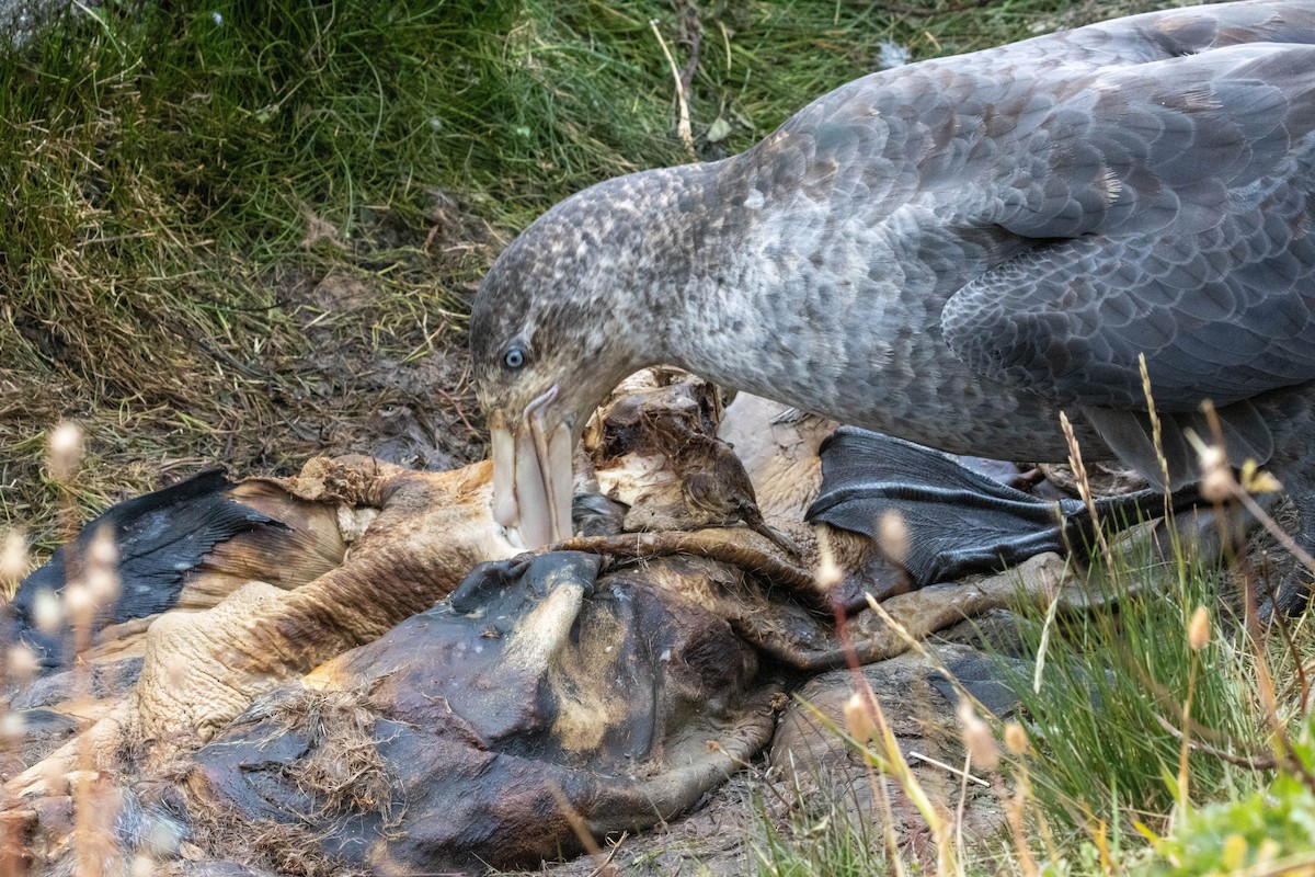 Northern Giant-Petrel - ML638192149