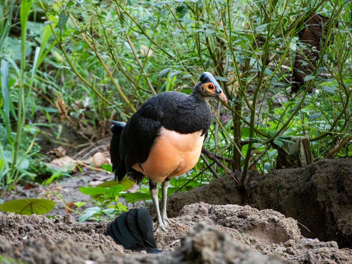 Maleo - ML638192158