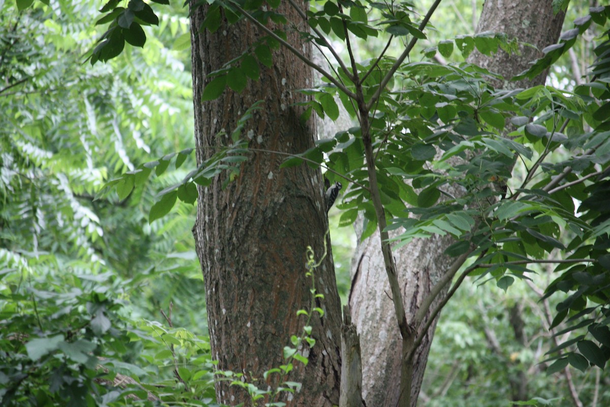 Downy Woodpecker - ML638192163