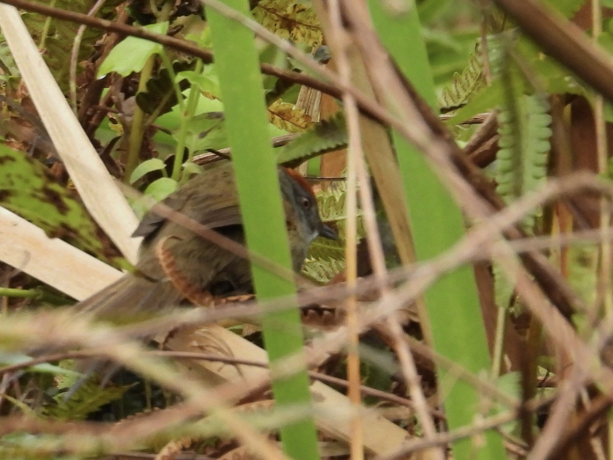 Spix's Spinetail - ML638192181