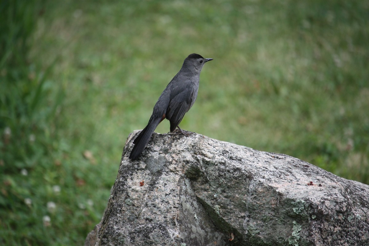 Miaulari grisa - ML638192217