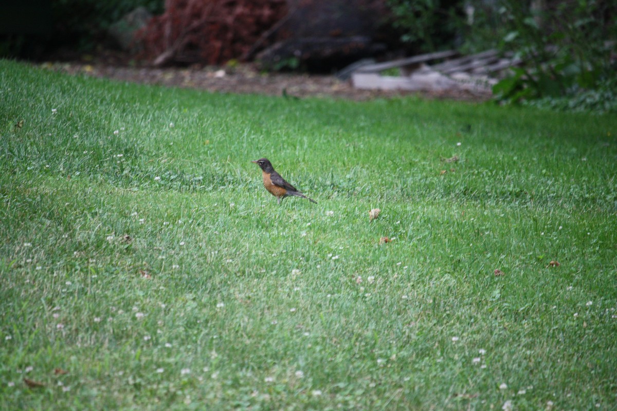 Zozo papargorria - ML638192229