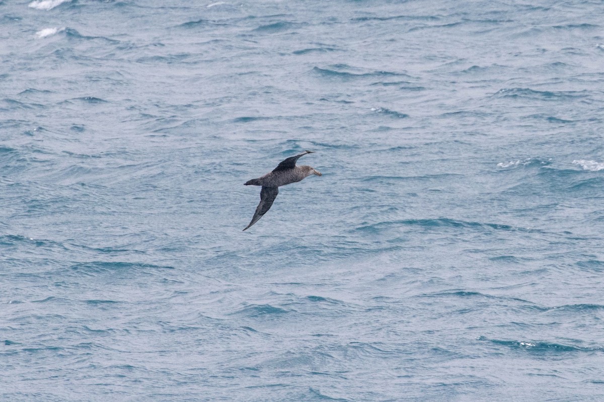 Northern Giant-Petrel - ML638192254