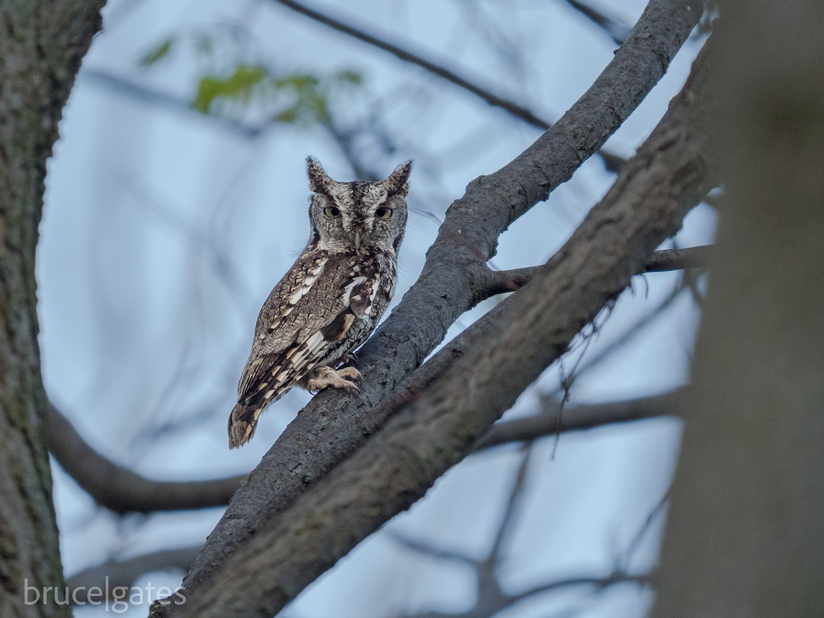 Eastern Screech-Owl - ML638192260