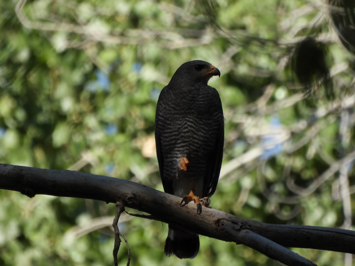 Gray Hawk - ML638192262