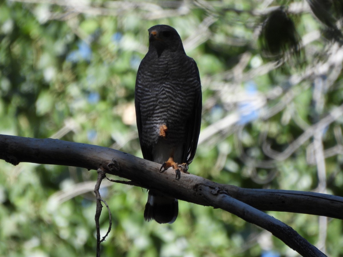 Gray Hawk - ML638192263