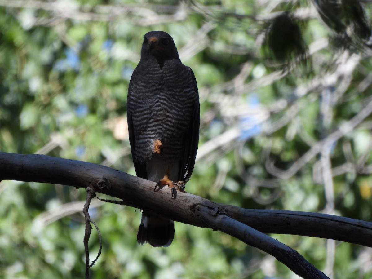 Gray Hawk - ML638192264
