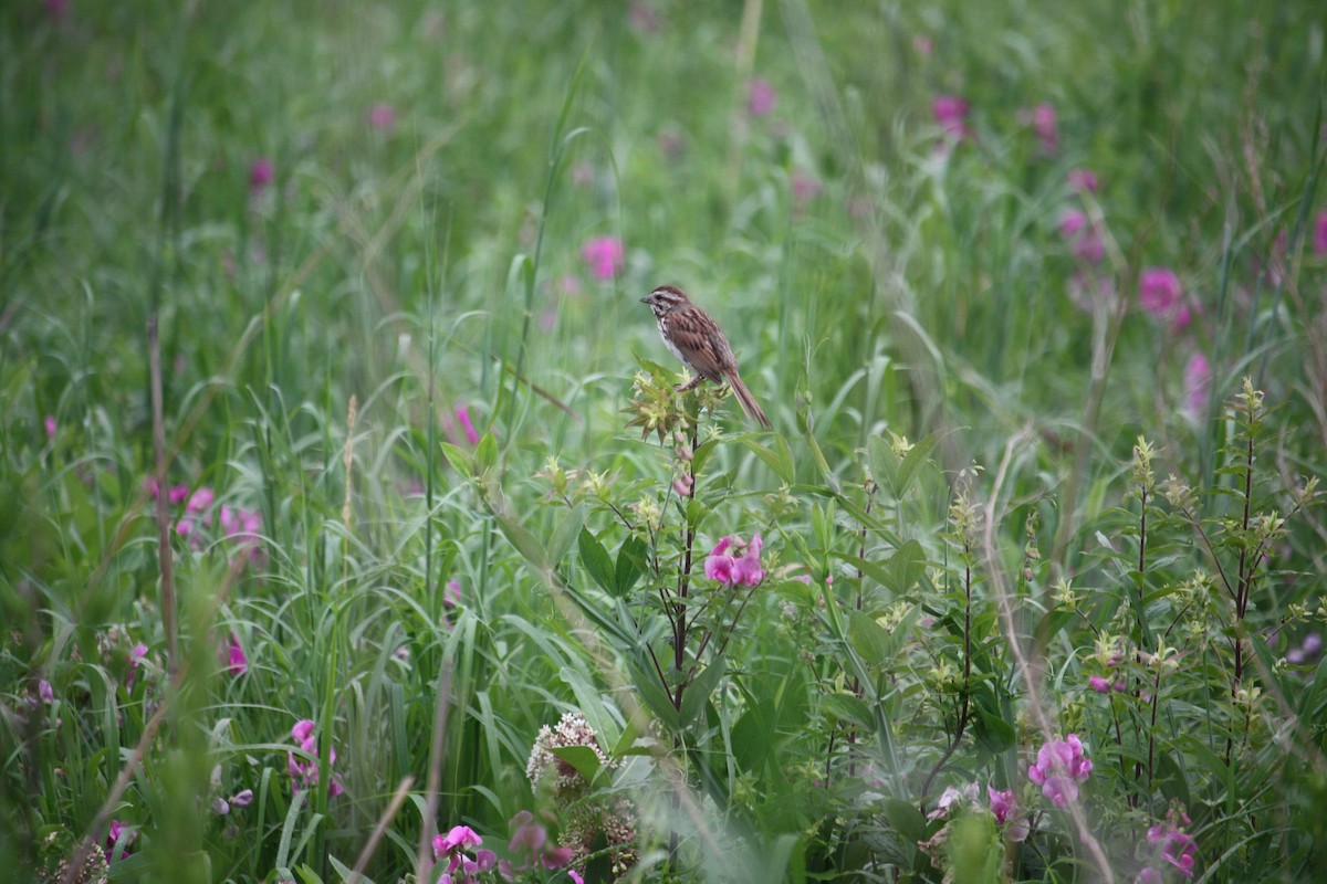 Song Sparrow - ML638192289
