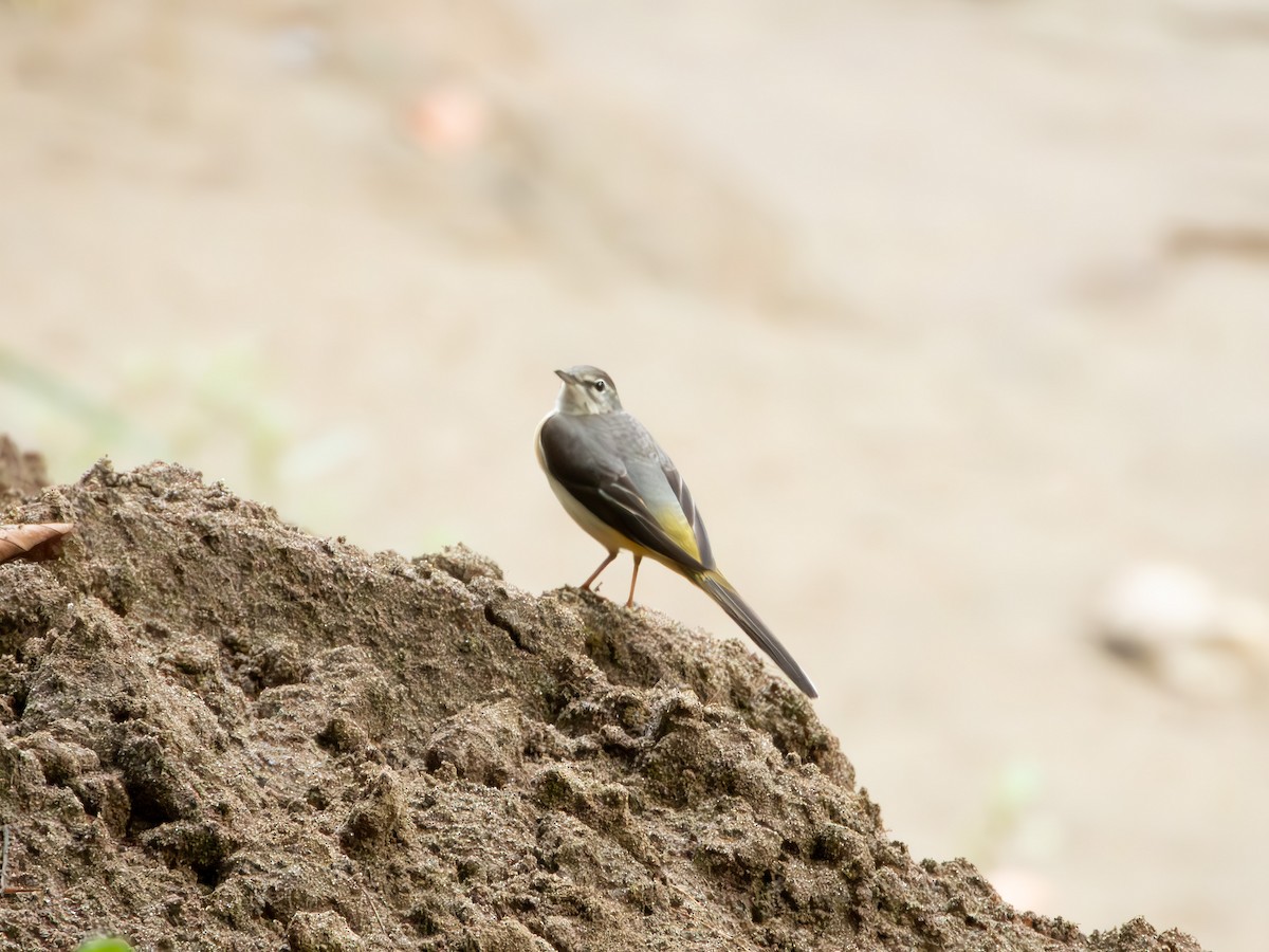 Gray Wagtail - ML638192295