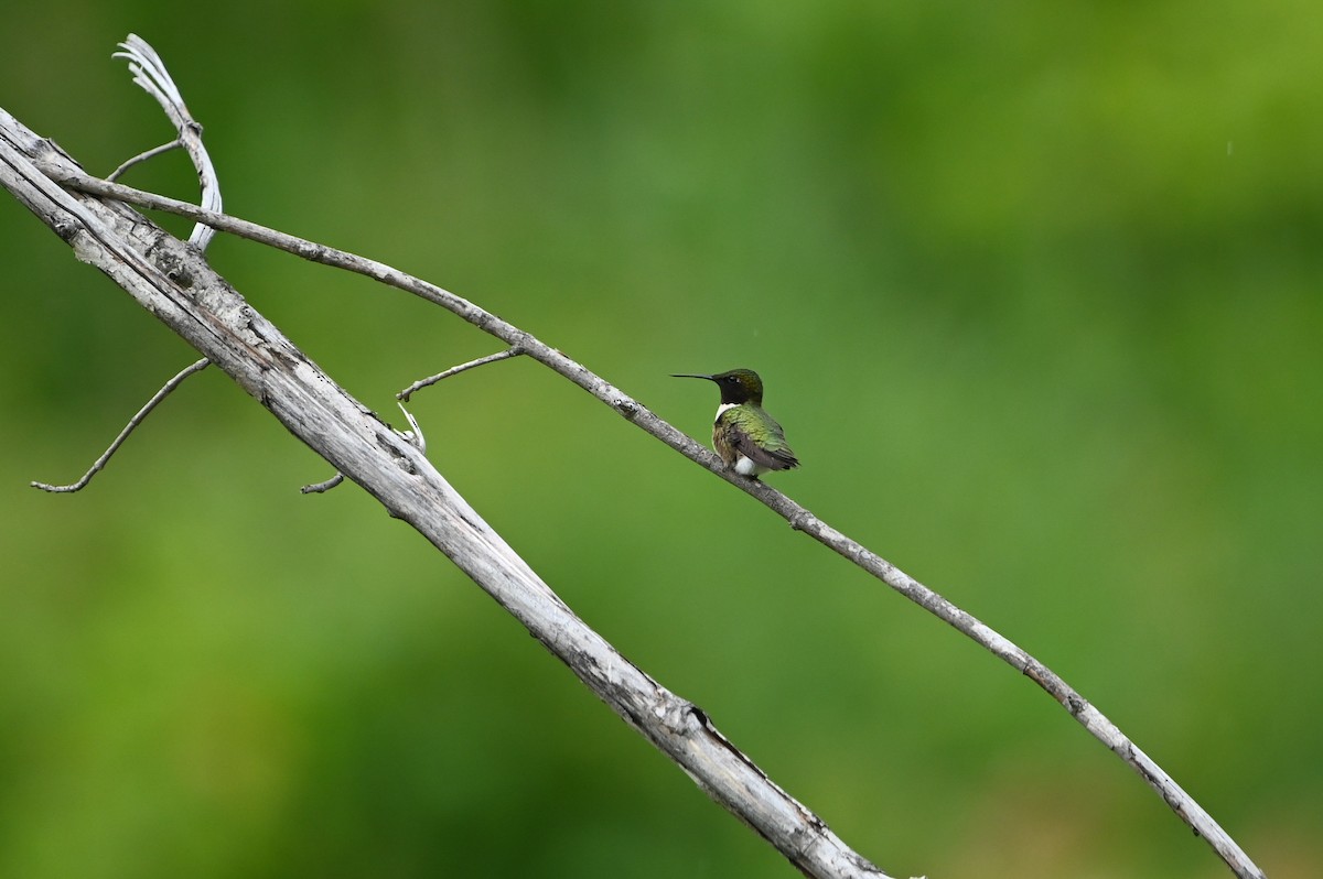 Ruby-throated Hummingbird - ML638192302