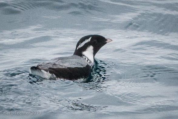 Ancient Murrelet - ML638192311