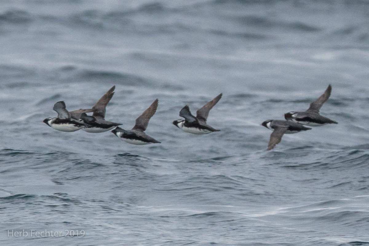 Ancient Murrelet - ML638192313