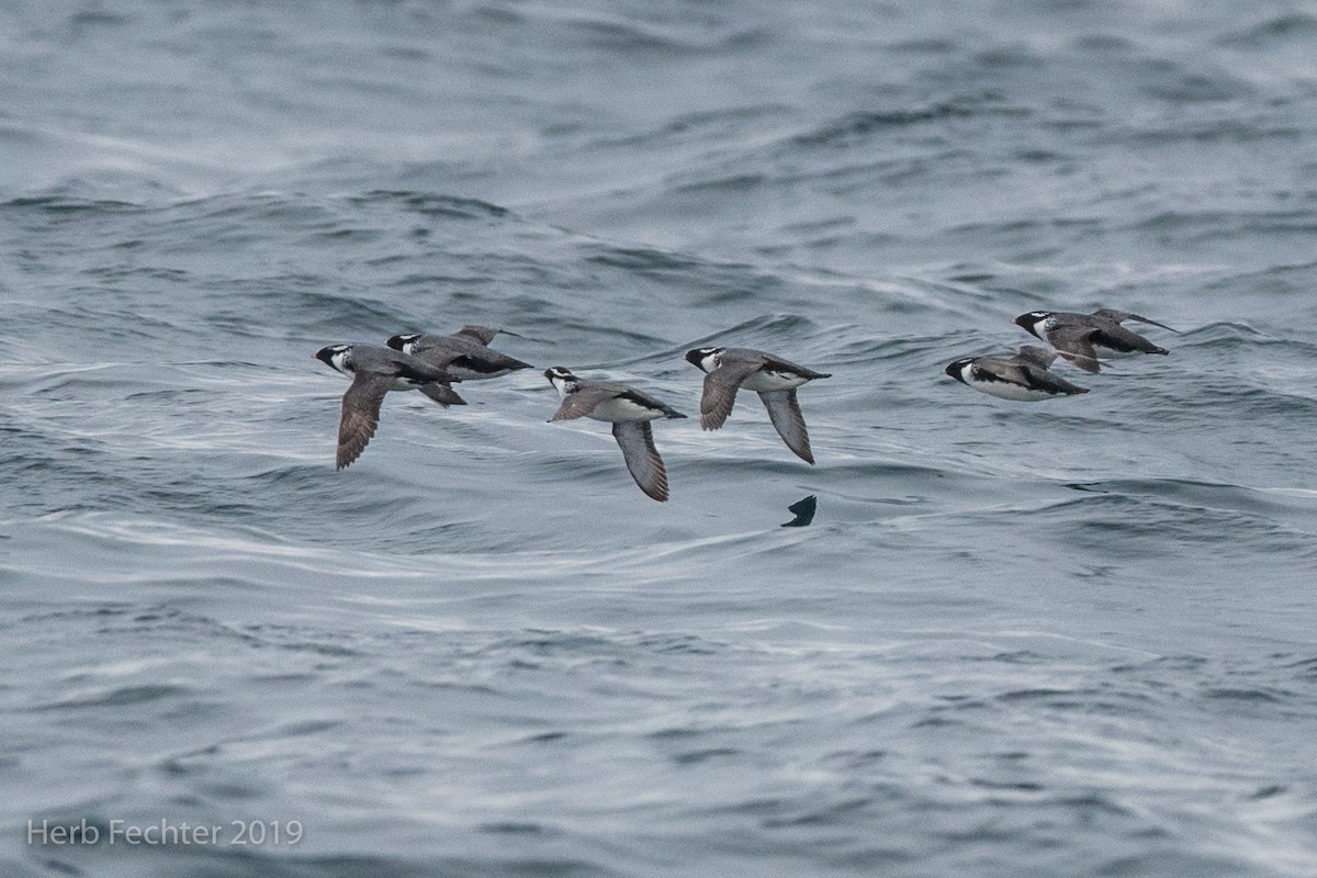 Ancient Murrelet - ML638192314