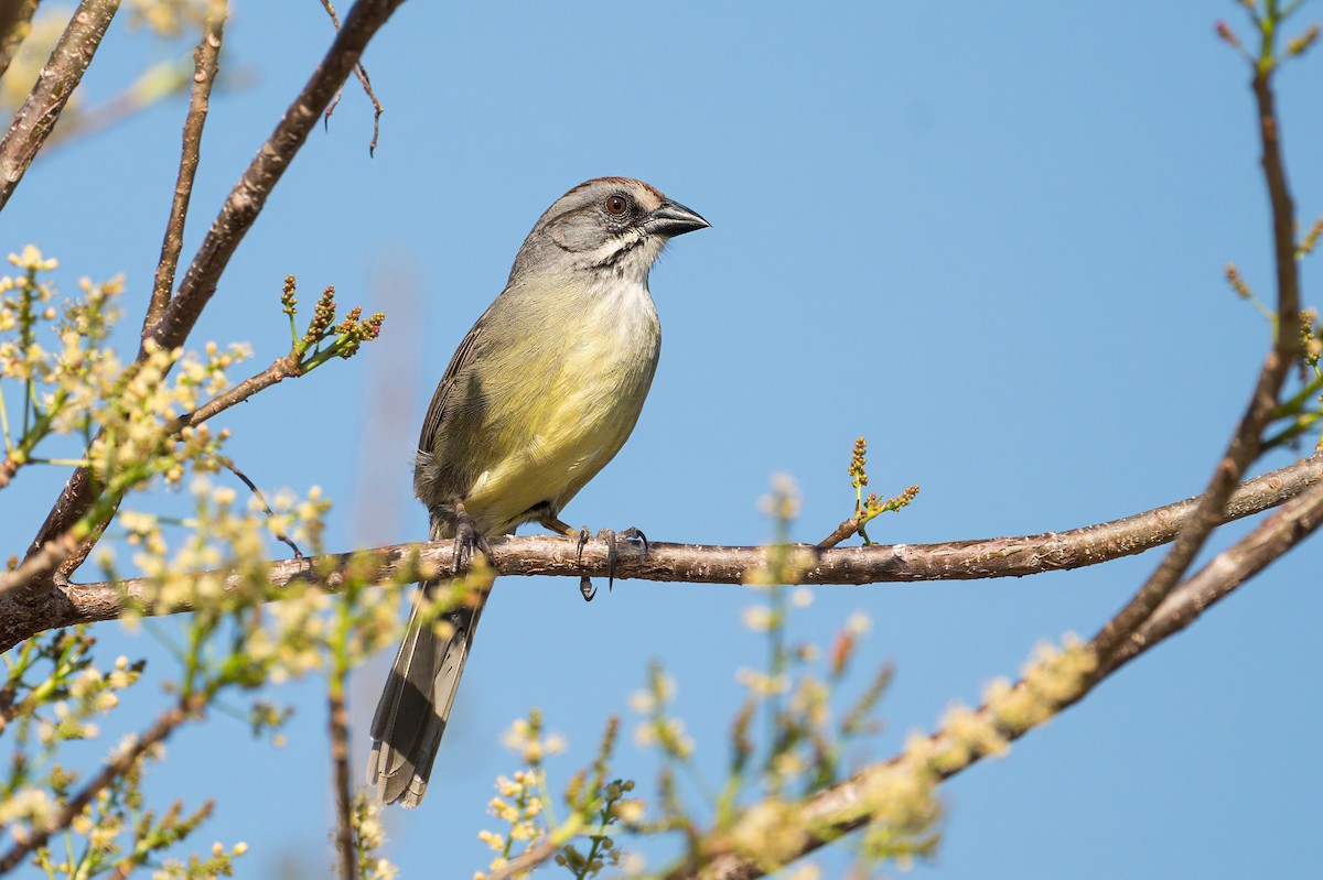Zapata Sparrow - ML638192323
