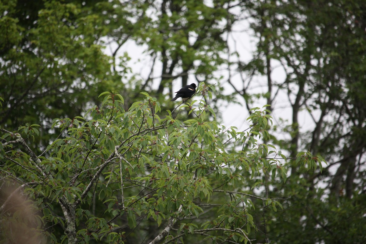 Red-winged Blackbird - ML638192325