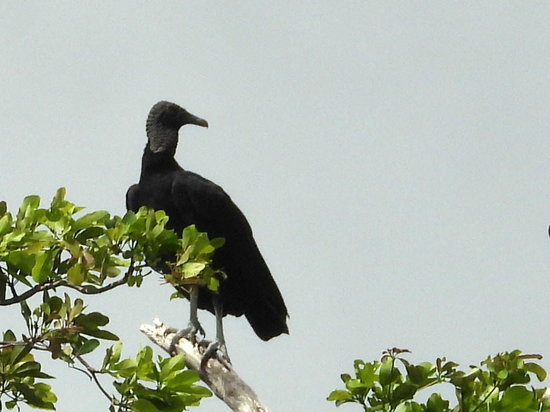 Black Vulture - ML638192350
