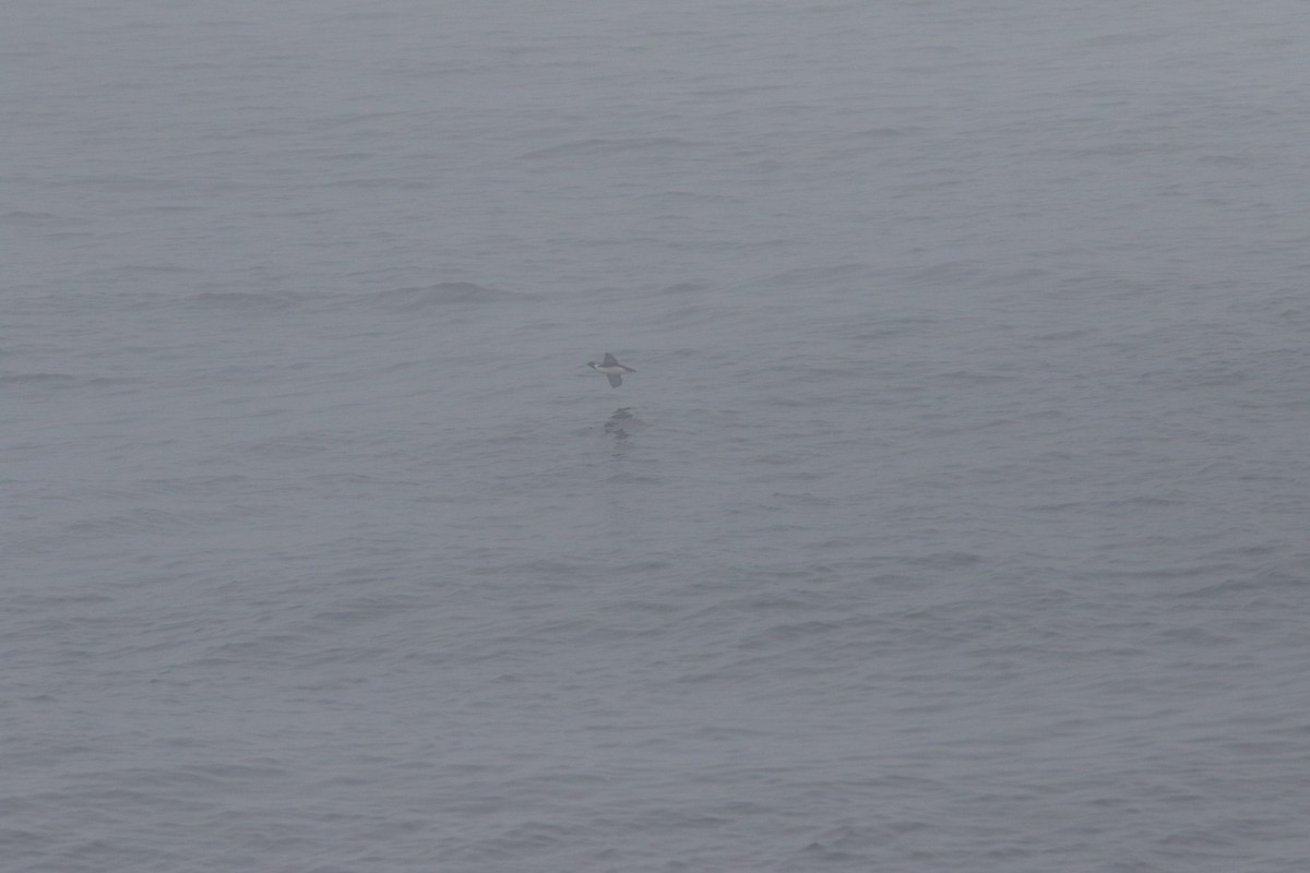 Ancient Murrelet - ML638192360