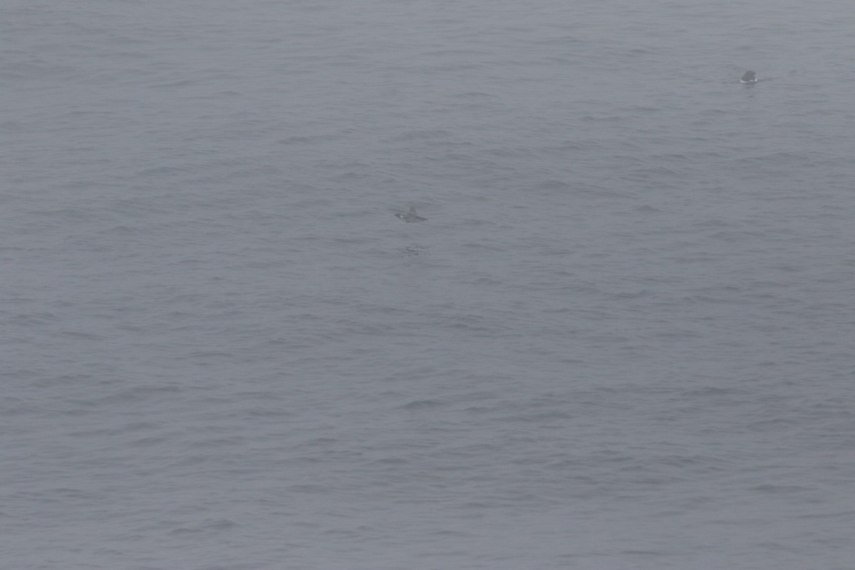 Ancient Murrelet - ML638192362