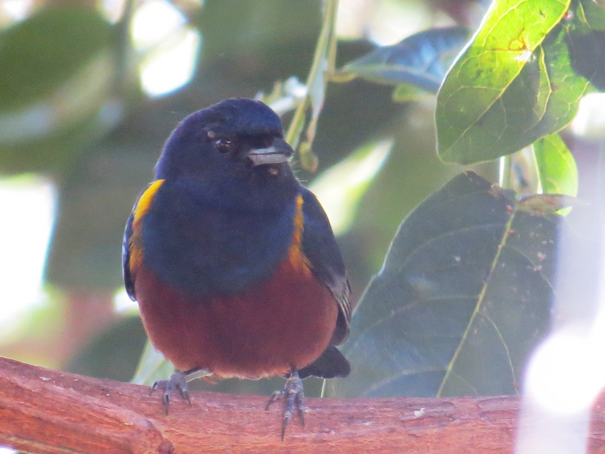 Chestnut-bellied Euphonia - ML638192381