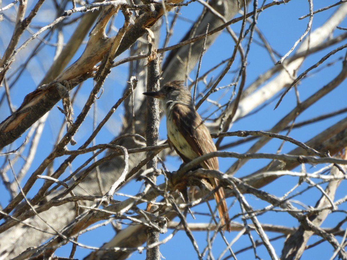 Brown-crested Flycatcher (Arizona) - ML638192387
