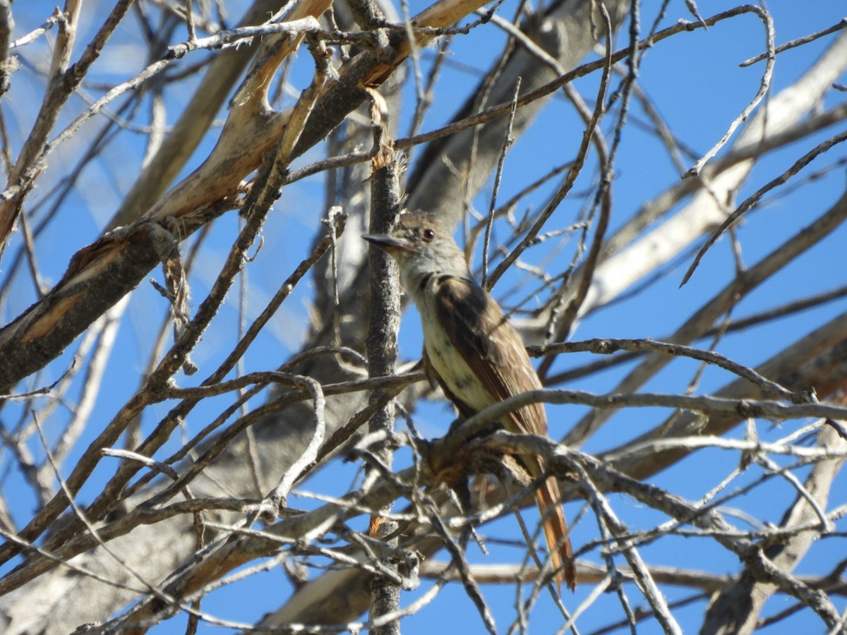 Brown-crested Flycatcher (Arizona) - ML638192388