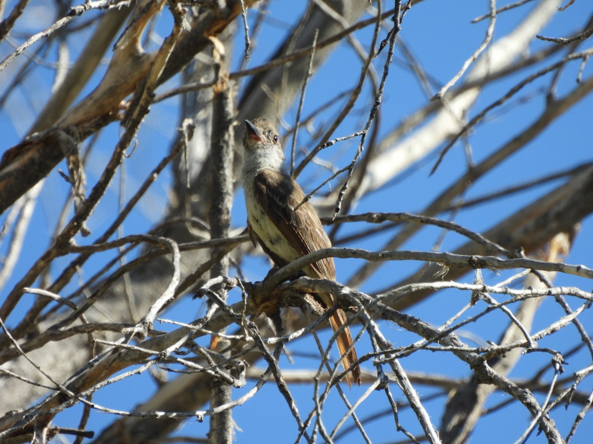 Brown-crested Flycatcher (Arizona) - ML638192389