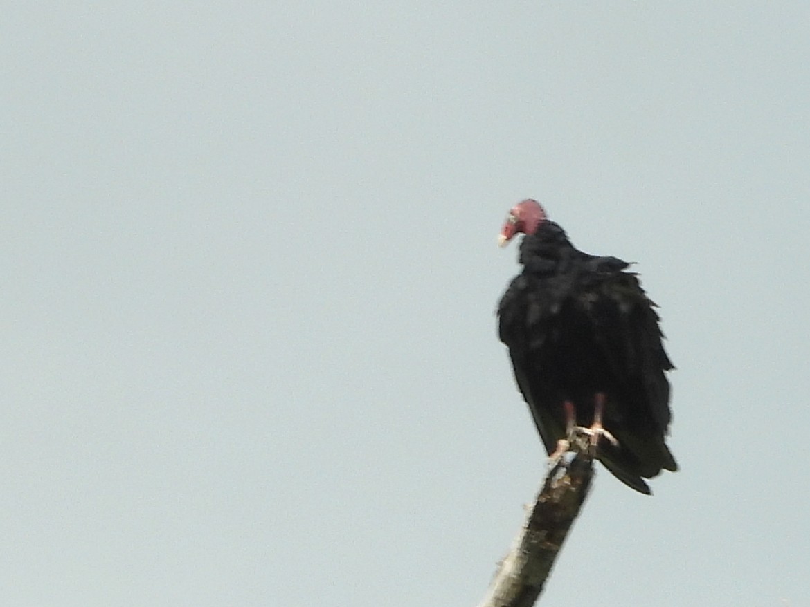 Turkey Vulture - ML638192390