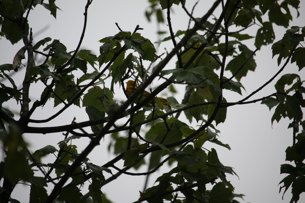 Yellow Warbler - ML638192394